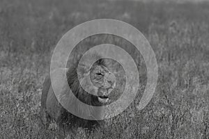 Black and white image of male lion standing in field