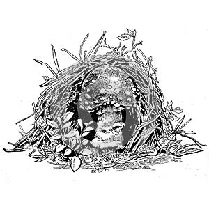 Black and white image of a mushroom fly agaric in the forest