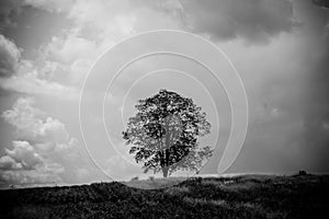 Black and white image of the only one tree stand among nature