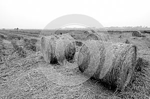 Black and white image of paddy straw