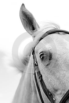 Black and White Image of a Palamino Horse