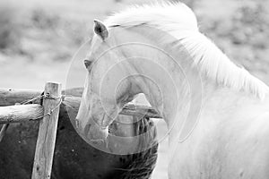 Black and White Image of a Palamino Horse