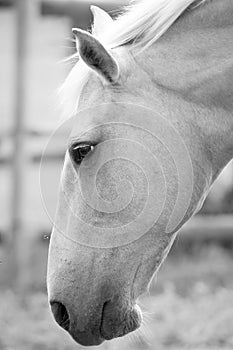 Black and White Image of a Palamino Horse