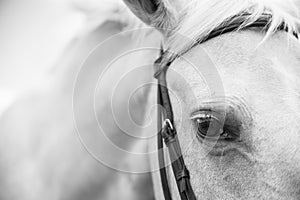 Black and White Image of a Palamino Horse