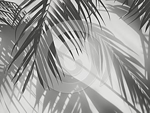 Palm Leaf Shadows on White Wall