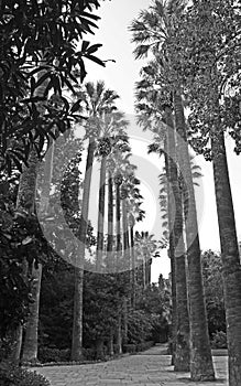 Black and White Image of Palm Trees in Athens Greece