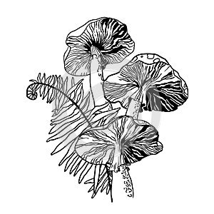 Black and white image of poisonous fly agaric mushrooms and fern. Print or tattoo.