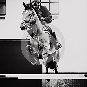 A black-white image of a racehorse with a rider in the saddle, which jumps over a barrier at a show jumping competition.