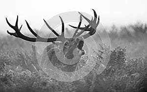 Black and white image of a red deer stag during the annual rut in London