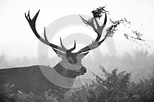 Black and white image of a red deer stag during the annual rut in London