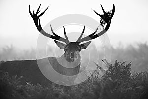 Black and white image of a red deer stag during the annual rut in London