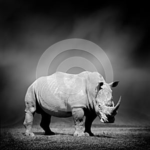 Black and white image of a rhino