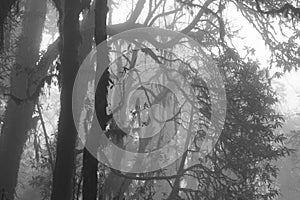 Black and white image of rhododendrons