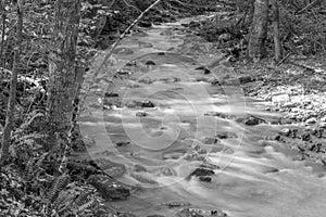 A Black and White image of Roaring Run Creek