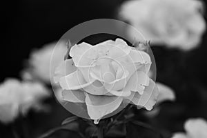 Black and white image of roses in natural light, summer garden