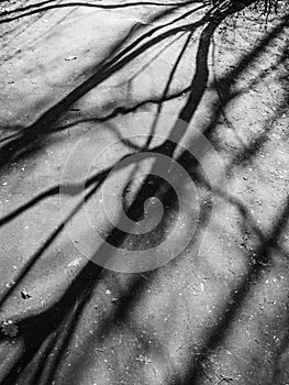 Black and white image of the shadows of trees in a forest