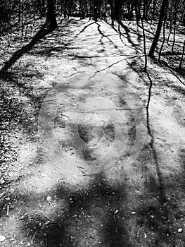 Black and white image of the shadows of trees in a forest