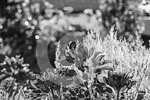 Black and white image of single flower bloom