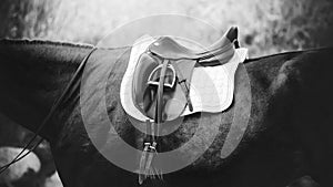 A black-white image of sports equipment worn on a horse. This saddle, stirrup and white saddlecloth