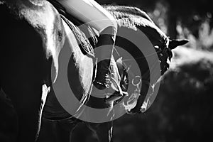 A black-and-white image of a sports racehorse with a rider sitting in the saddle and his foot held in a stirrup