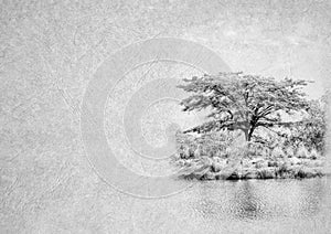 Black and White Image of Stillife Tranquil Africa Lake with Thorn Tree on Card Banner