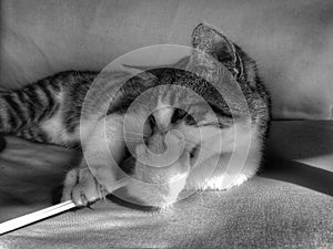 Black and white image of tabby cat kitten playing with a straw