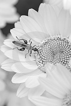 Black and white image of a Thick-legged flower beetle (Oedemera nobilis), on Anthemis tinctoria â€˜E.C.Buxton