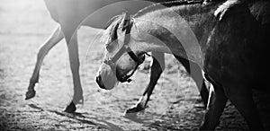 A black-white image of two cute ponies walking in a field, illuminated by sunlight. Horse life. Nature