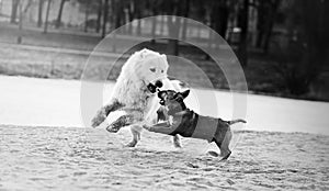 A black and white image of two dogs playing on the beach. Fun pets on a walk