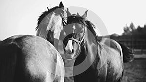 A black-and-white image of two domestic horses grazing together in a field. Friendship and care