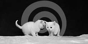 Black and White image of Two White Kittens