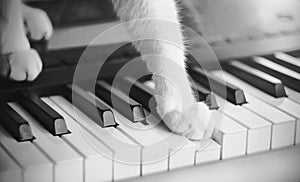A black-white image of a white cat, which is pressing keys on a musical synthesizer with its paw