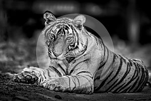 Black and white image of a wild male bengal tiger portrait resting on forest track at Ranthambore National Park or Tiger Reserve