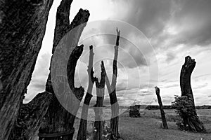 Black and white image of Woodhenge a tree circle in the Netherlands consisting of fifteen fossil forest mowers and arranged  in su