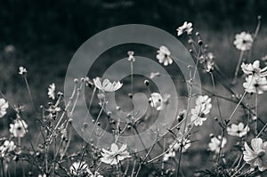 Black and white image of Yellow Cosmos, Sulfer Cosmo dark background