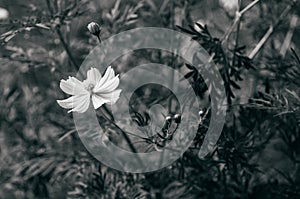 Black and white image of Yellow Cosmos, Sulfer Cosmo dark background