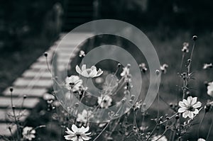 Black and white image of Yellow Cosmos, Sulfer Cosmo dark background