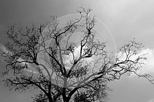 Black and white images, Tree, clouds and sky.