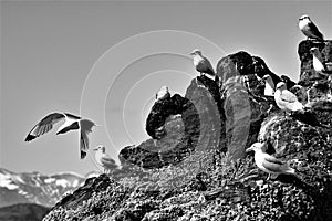 Black and white imagine of nesting Kittywakes on a rock