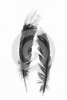 Black and White Indian Feathers on a White Background