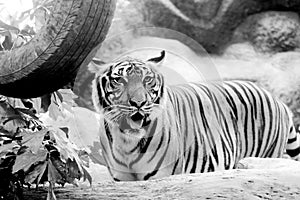 Black and white INDOCHINESE TIGER Panthera tigris corbetti