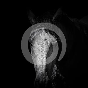 Black and white of Isolated brown horse head