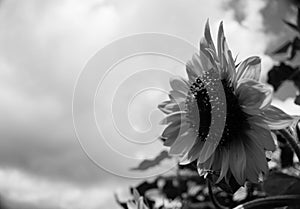 Black And White Isolated Sunflower Sideview