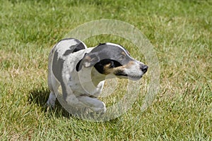 Black and white Jack Russell Terrier, naughty puppy sneaks through the grass