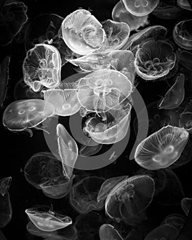 Black and White Jelly Fish