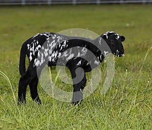 Black and white katahdin sheep lamb on a green field