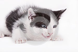 Black and white kitten