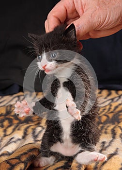 Black-and-white kitten