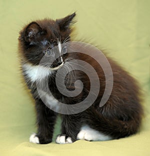 Black and white kitten