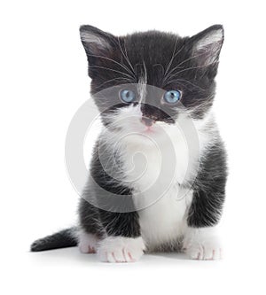 Black white kitten photo